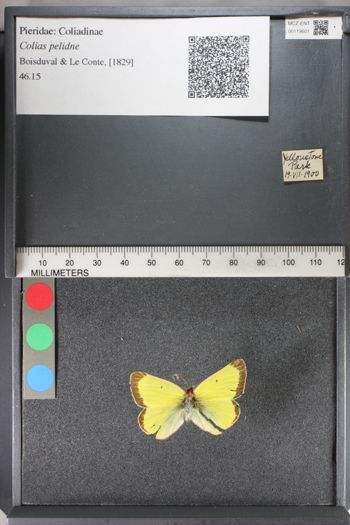 Media type: image;   Entomology 119601